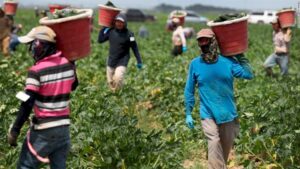 ESTADO JORNALEROS AGRÍCOLAS